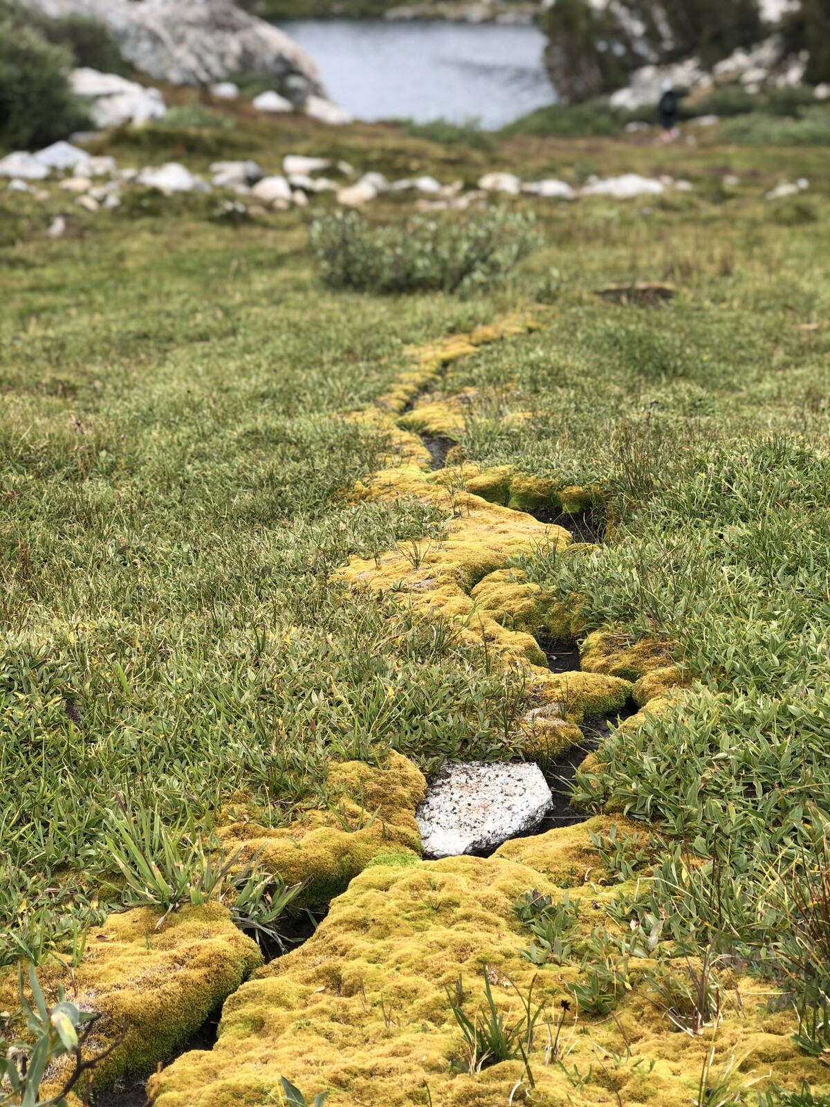 Golden lichen trail through alpine meadow to mountain lake